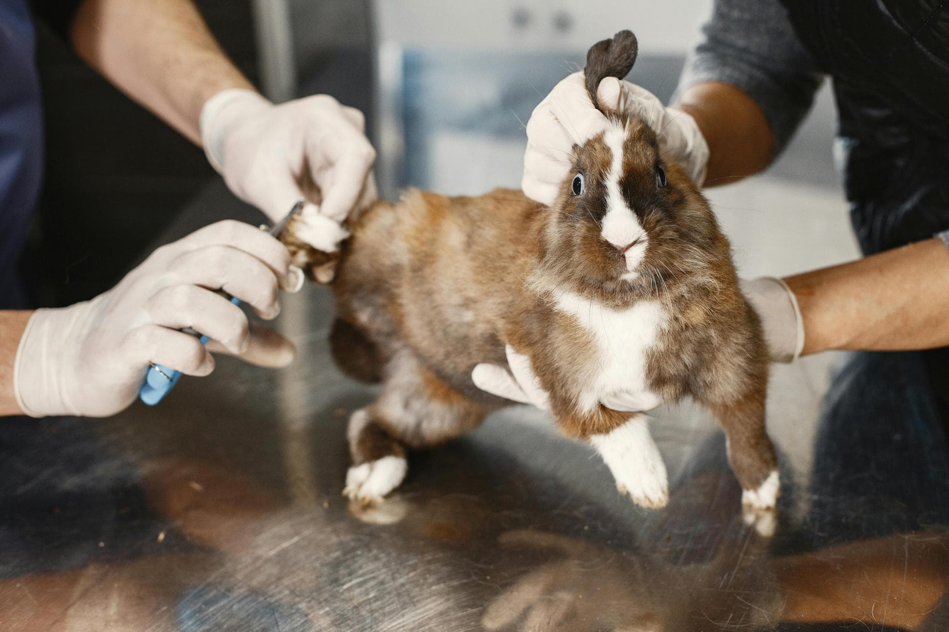 Best Vets in Leeds